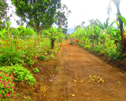 karapa