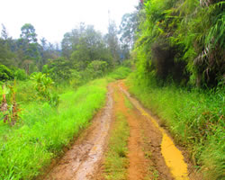 morunol